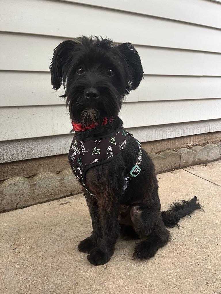 Amor, Adopted, Adult Male Scottish Terrier.