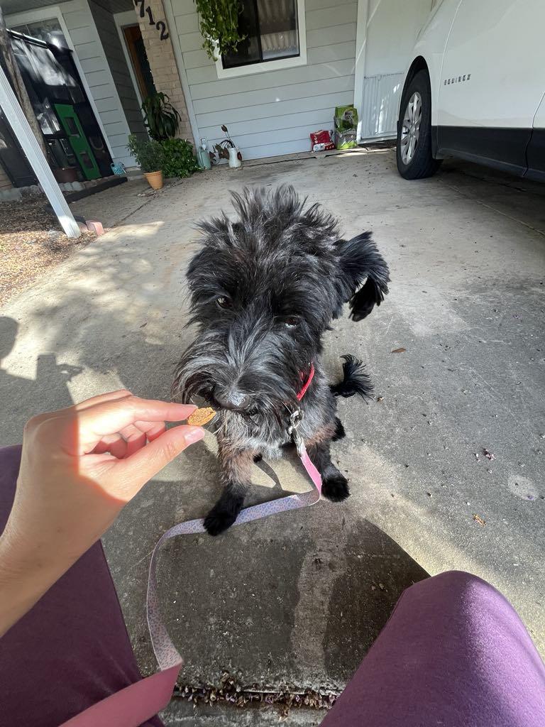 Amor, a Adopted mixed breed in Schertz, TX image 2/4