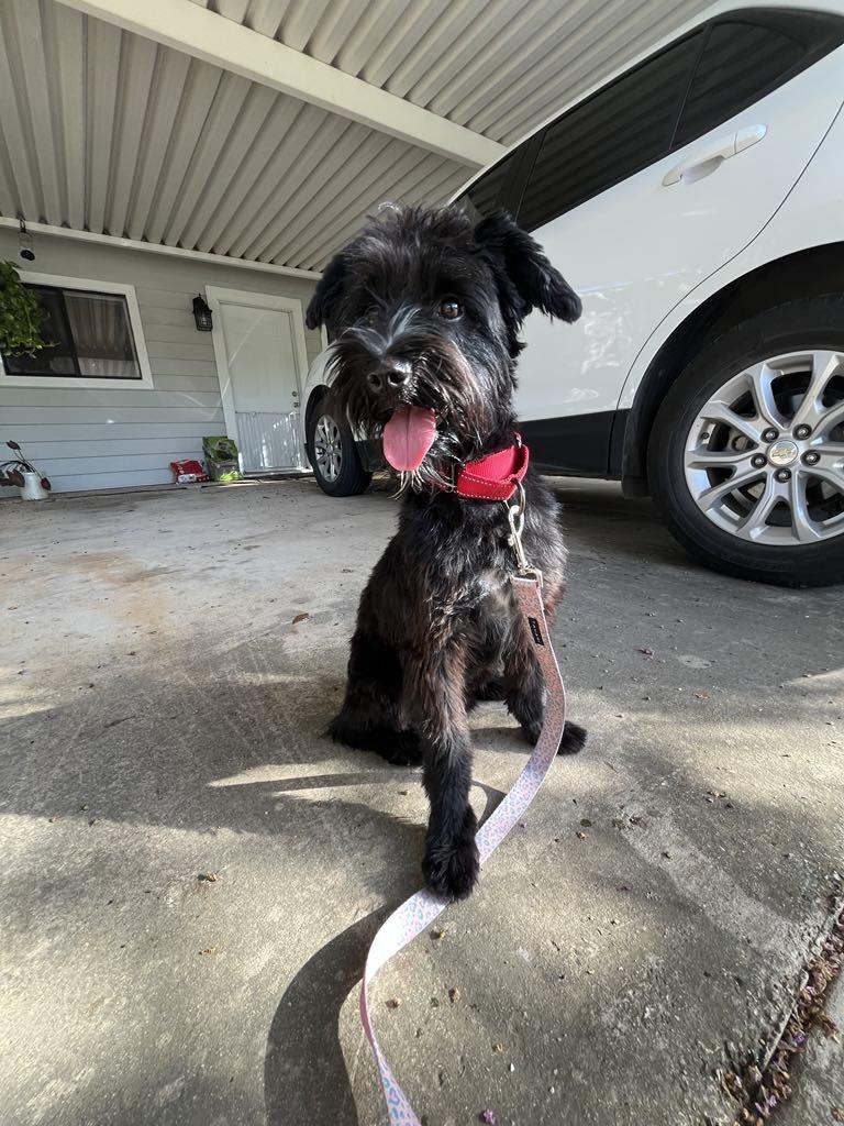 Amor, a Adopted mixed breed in Schertz, TX image 3/4