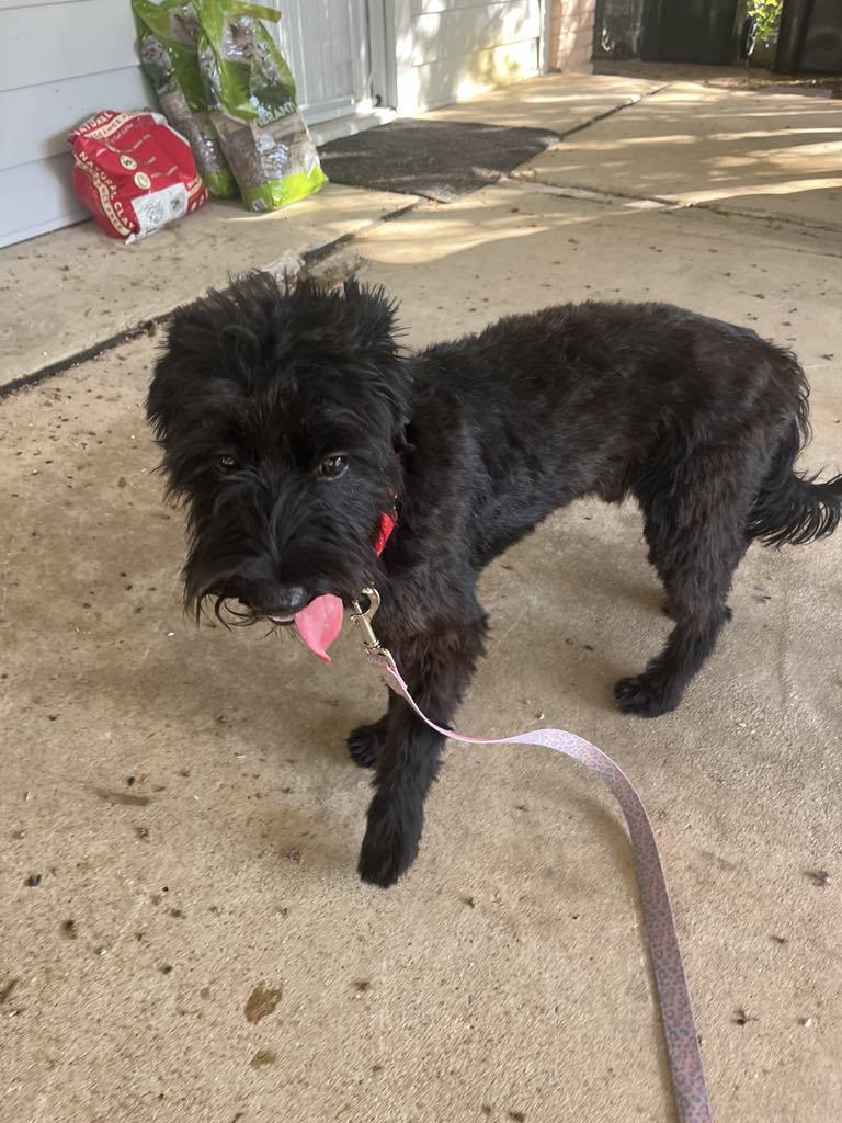 Amor, a Adopted mixed breed in Schertz, TX image 4/4