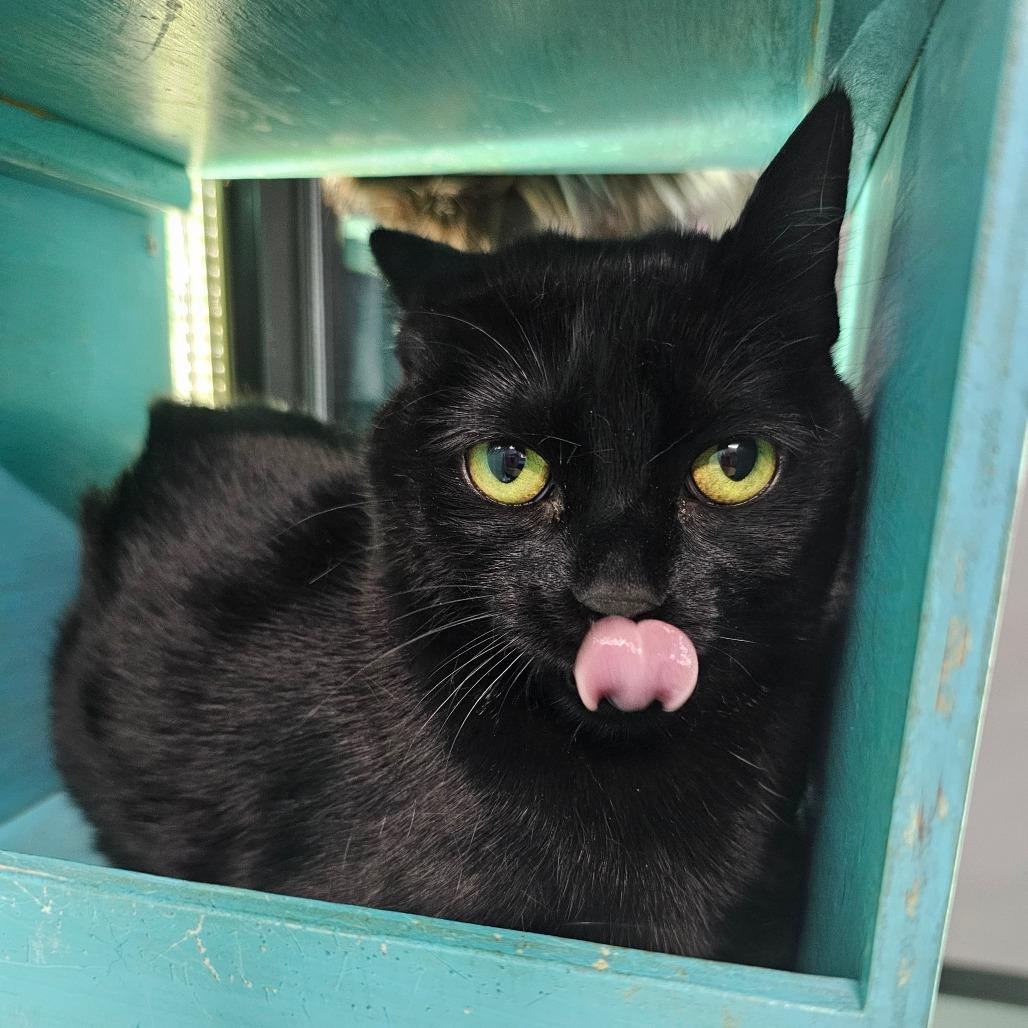 Enlarge Minnie Mouse, a Adoptable Domestic Short Hair in Victoria, BC image 1/4