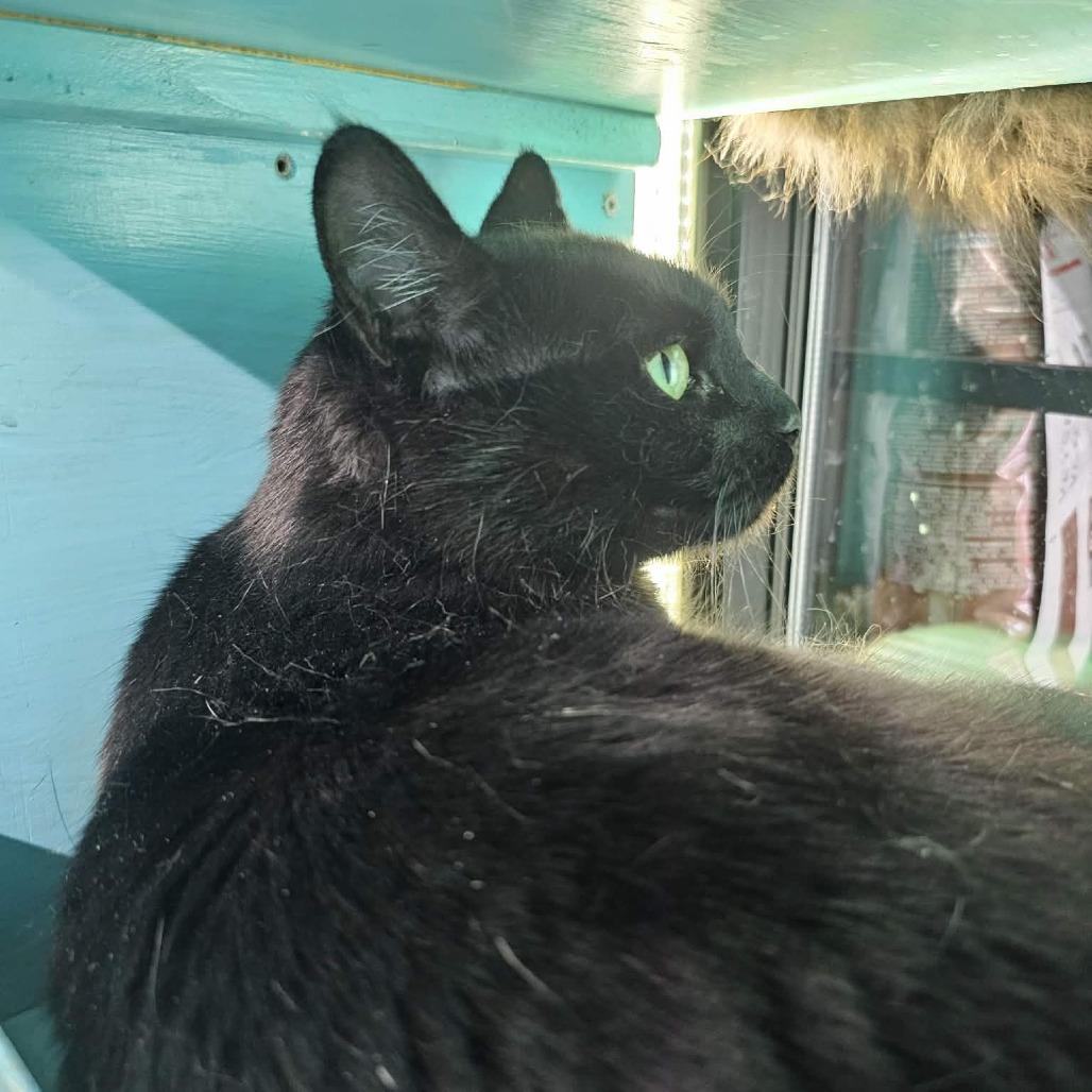 Enlarge Minnie Mouse, a Adoptable Domestic Short Hair in Victoria, BC image 2/4