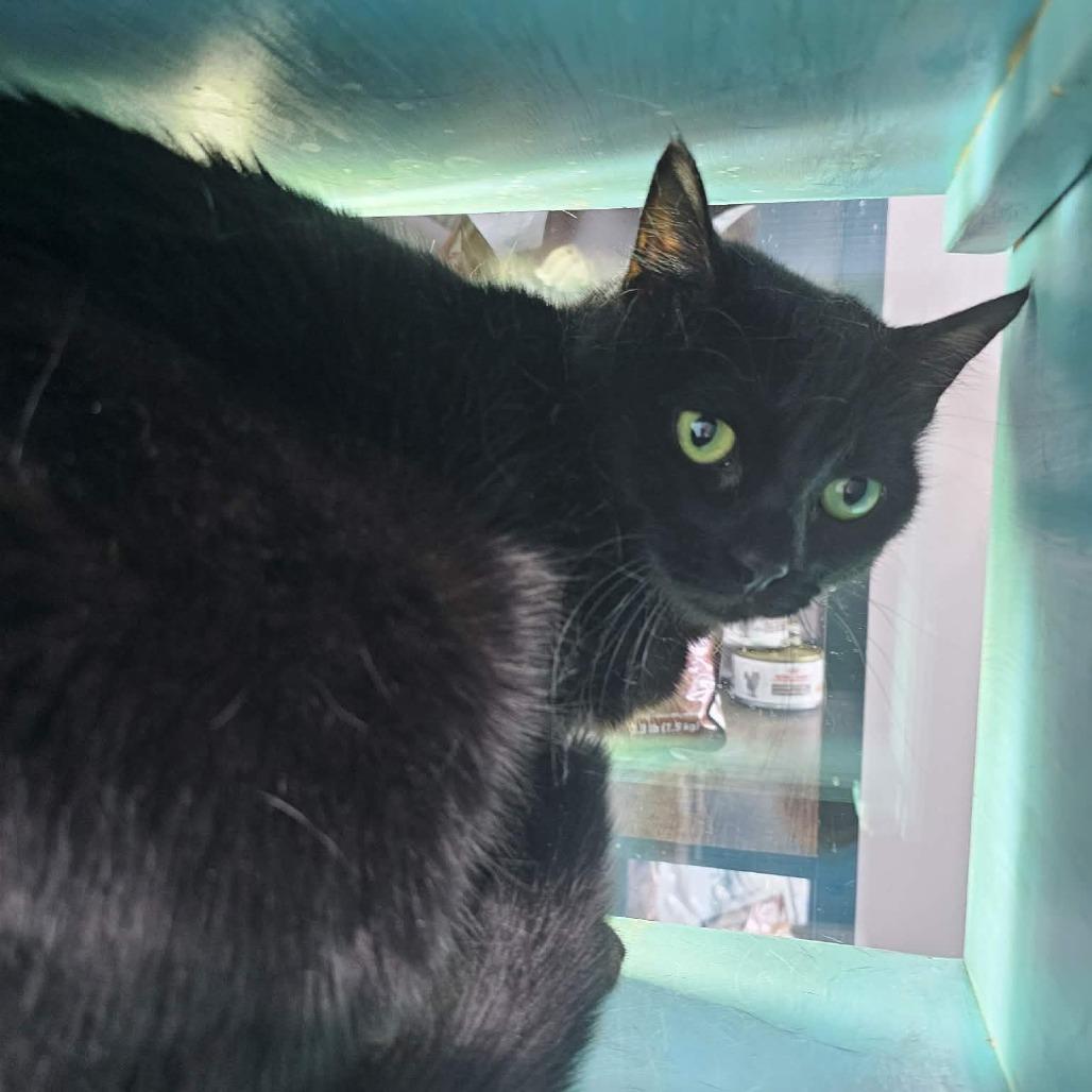 Enlarge Minnie Mouse, a Adoptable Domestic Short Hair in Victoria, BC image 3/4