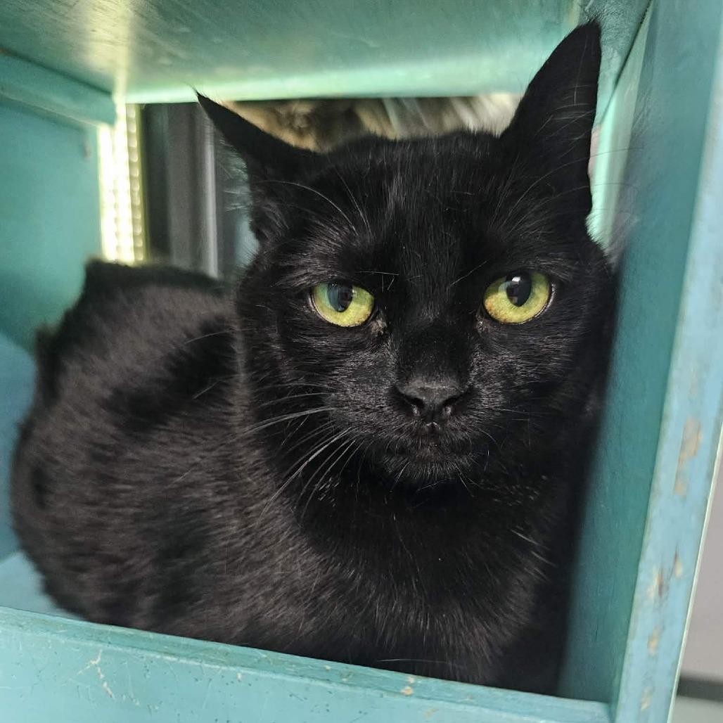 Enlarge Minnie Mouse, a Adoptable Domestic Short Hair in Victoria, BC image 4/4