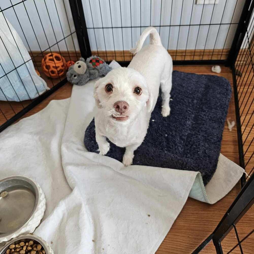 Popcorn, Adoptable, Young Male Havanese.