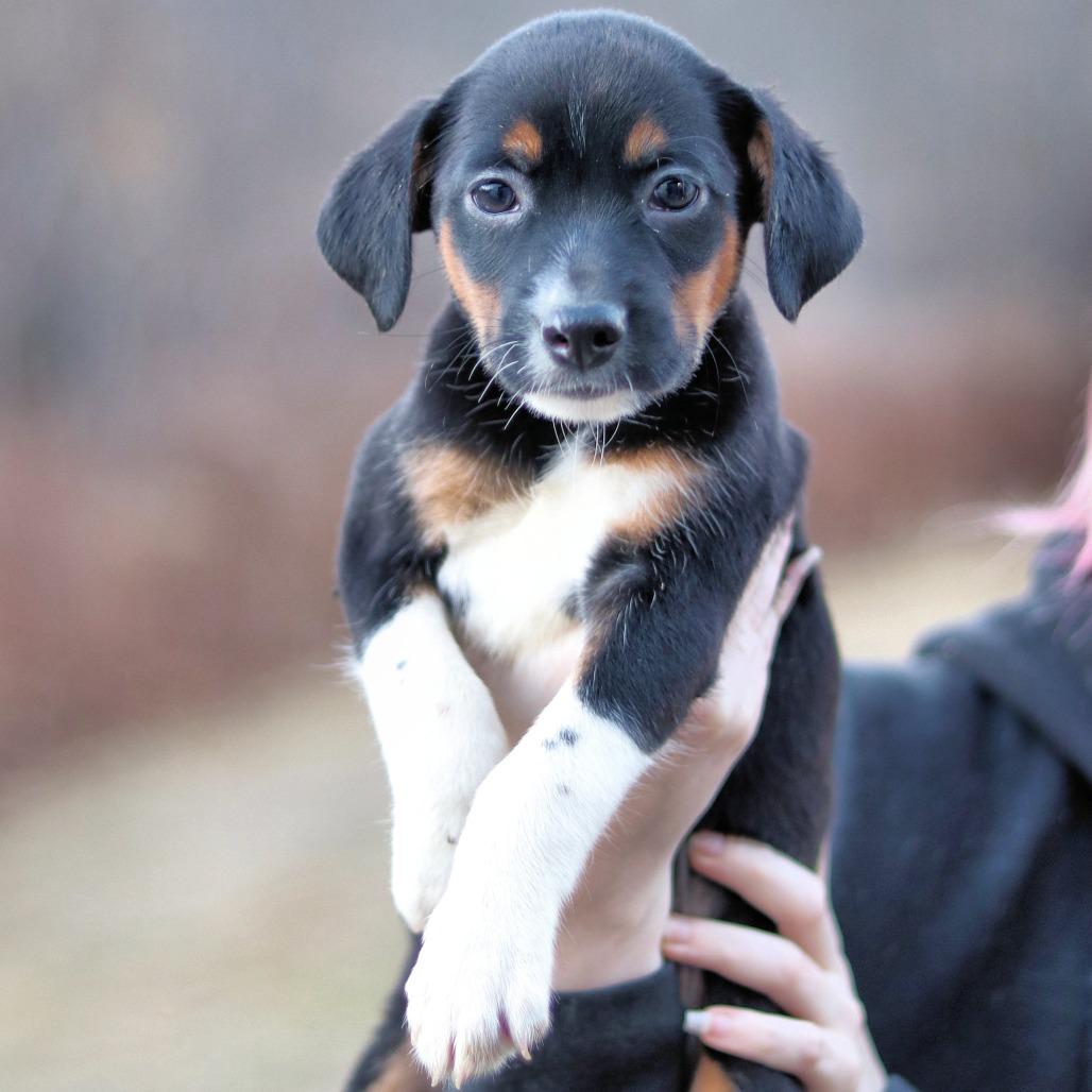 CT Snowmobile, Adoptable, Puppy Female Rat Terrier & Mixed Breed.