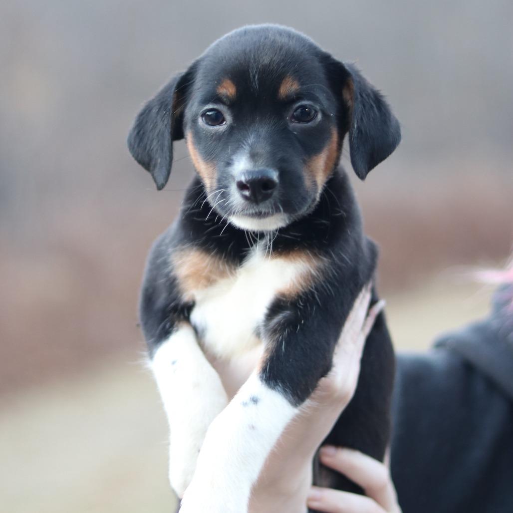 CT Snowmobile, a Adoptable mixed breed in Eastford, CT image 2/2