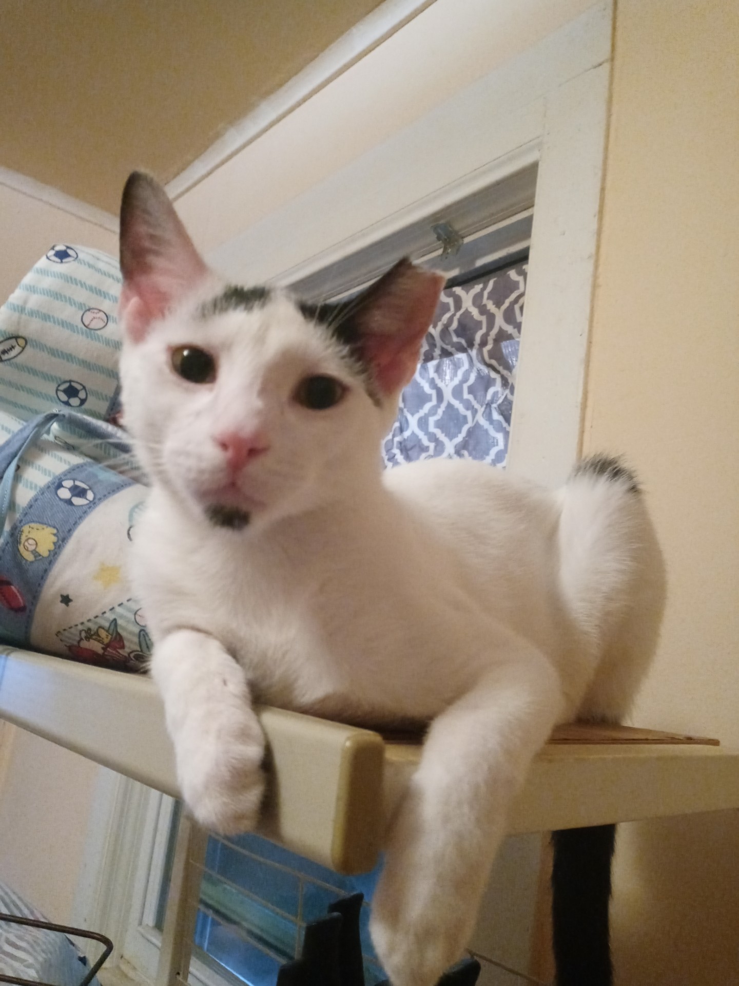 Enlarge Jasper, a Adoptable American Shorthair in Nutley, NJ image 1/3