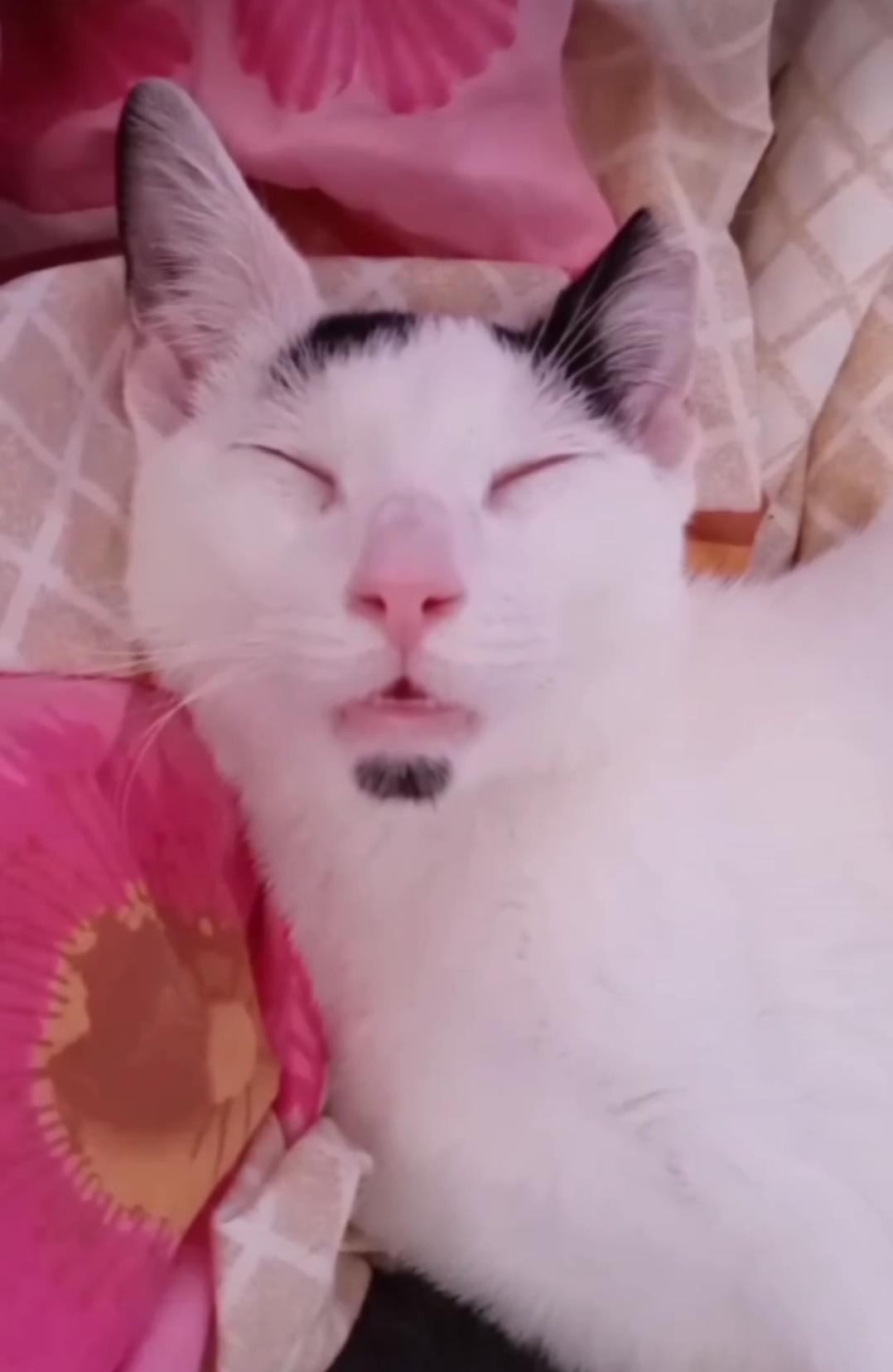 Enlarge Jasper, a Adoptable American Shorthair in Nutley, NJ image 2/3