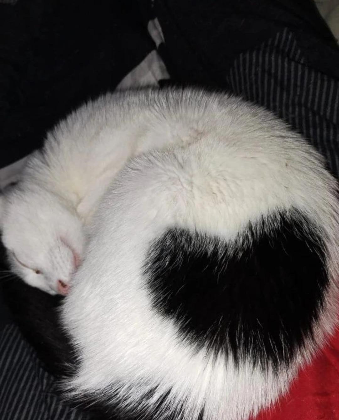 Enlarge Jasper, a Adoptable American Shorthair in Nutley, NJ image 3/3