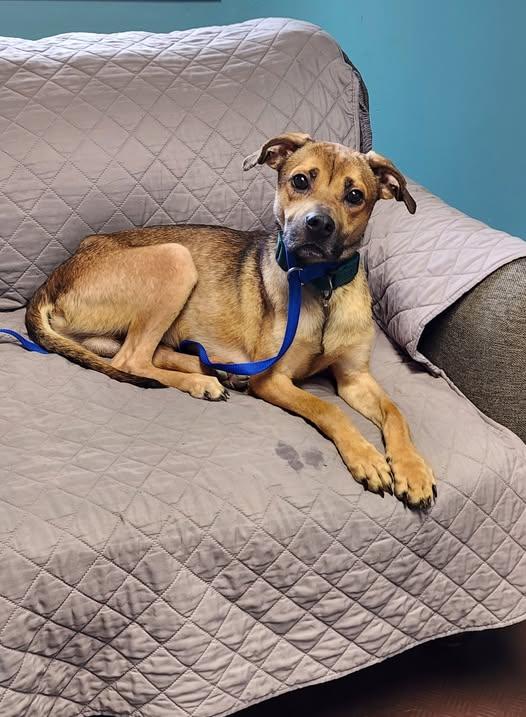 DOUGIE, Adopted, Adult Male Mountain Cur.