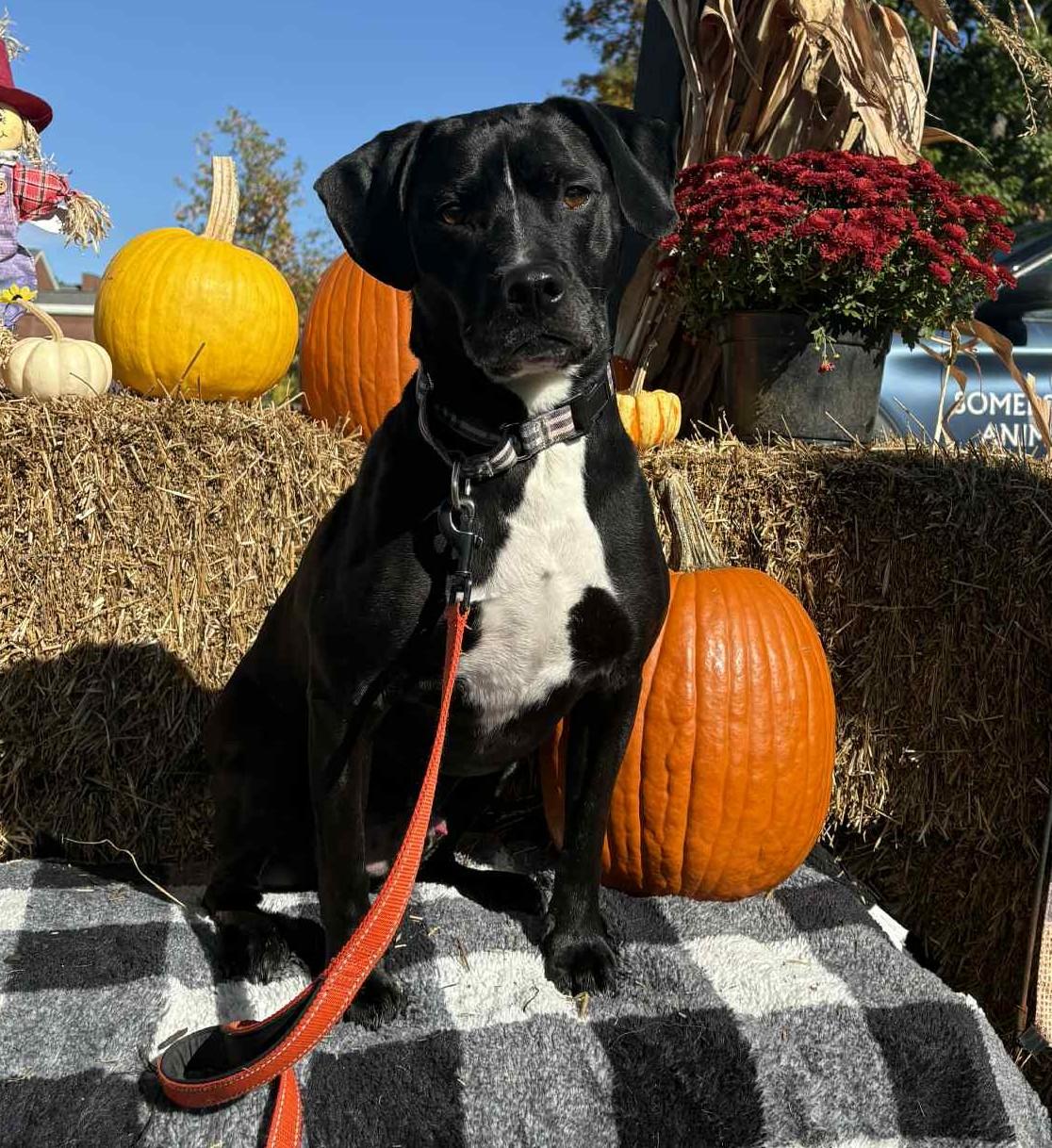 Enlarge Diesel, a Adoptable mixed breed in Bridgewater, NJ image 1/1