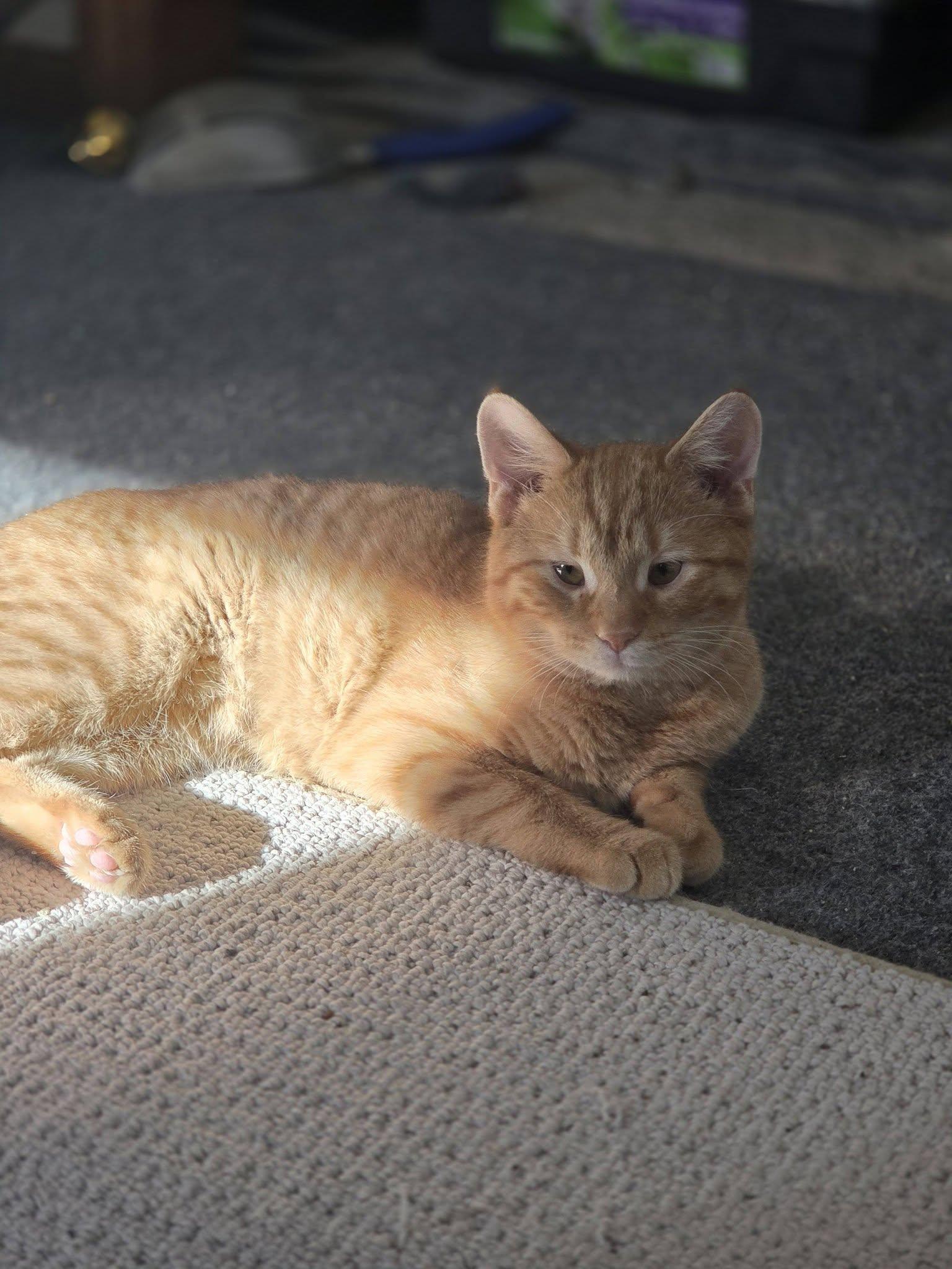 Enlarge Cashew *skittish*, a ADOPTABLE Domestic Short Hair in Rochester, NY image 1/2