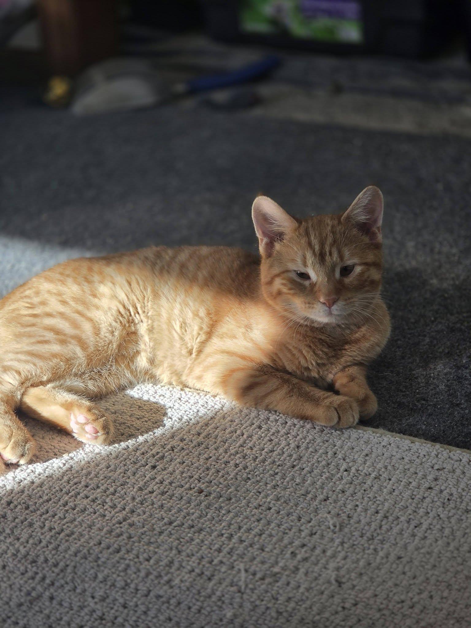 Enlarge Cashew *skittish*, a ADOPTABLE Domestic Short Hair in Rochester, NY image 2/2