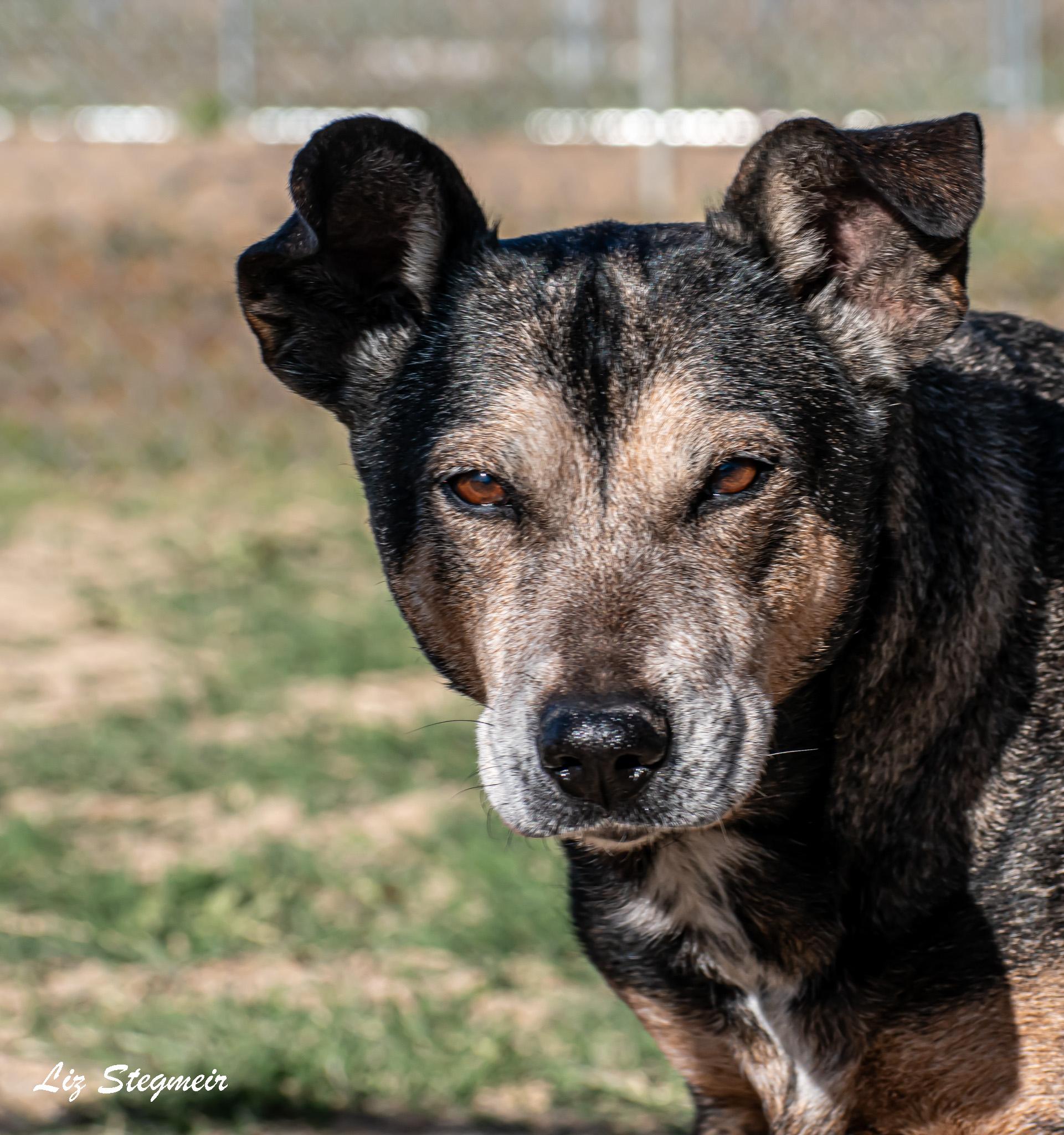 Rhea, a ADOPTABLE mixed breed in Mayer, AZ image 2/2