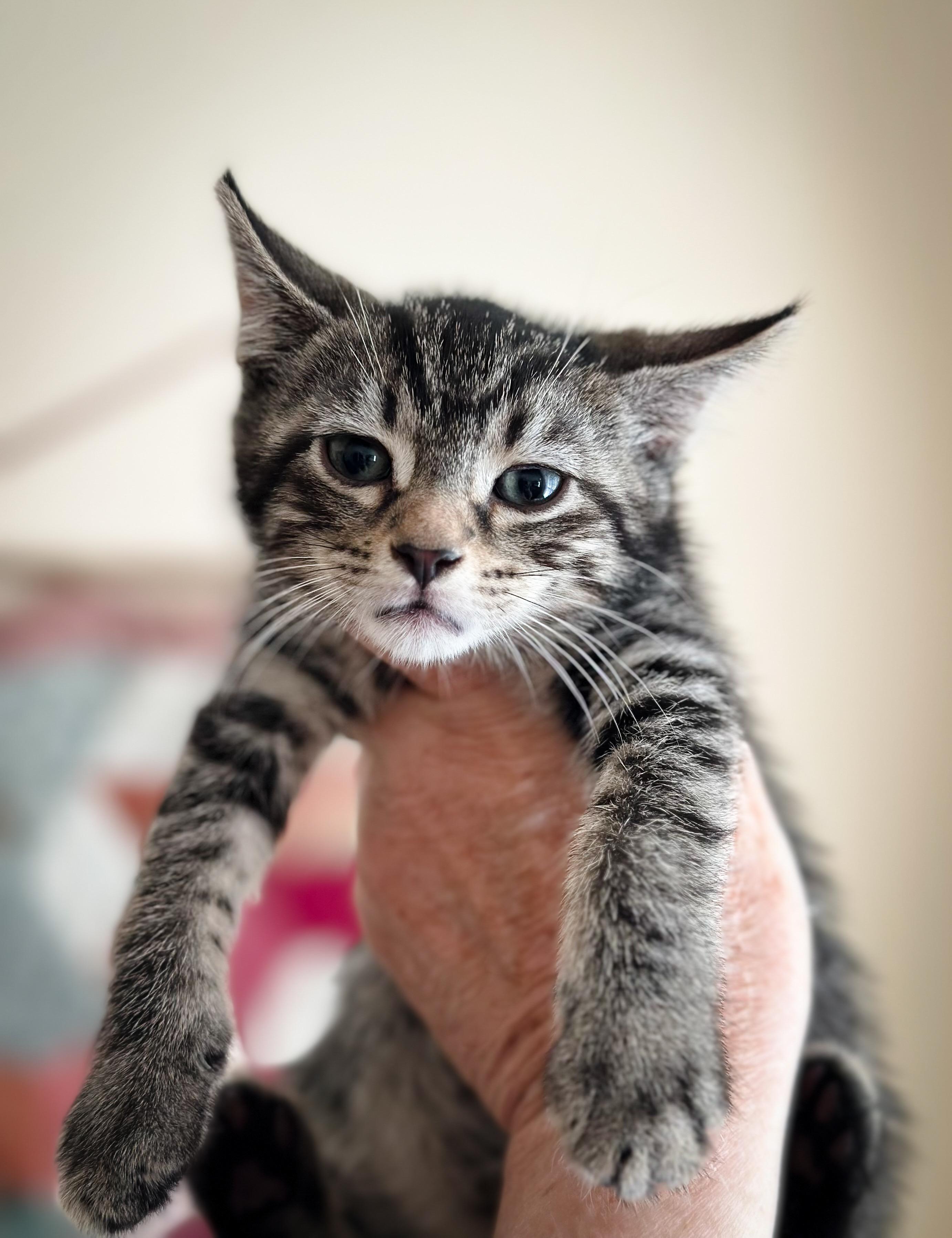 Jack, Jeanie, & Janey, an adopted Tabby in Jersey City, NJ image 2/3