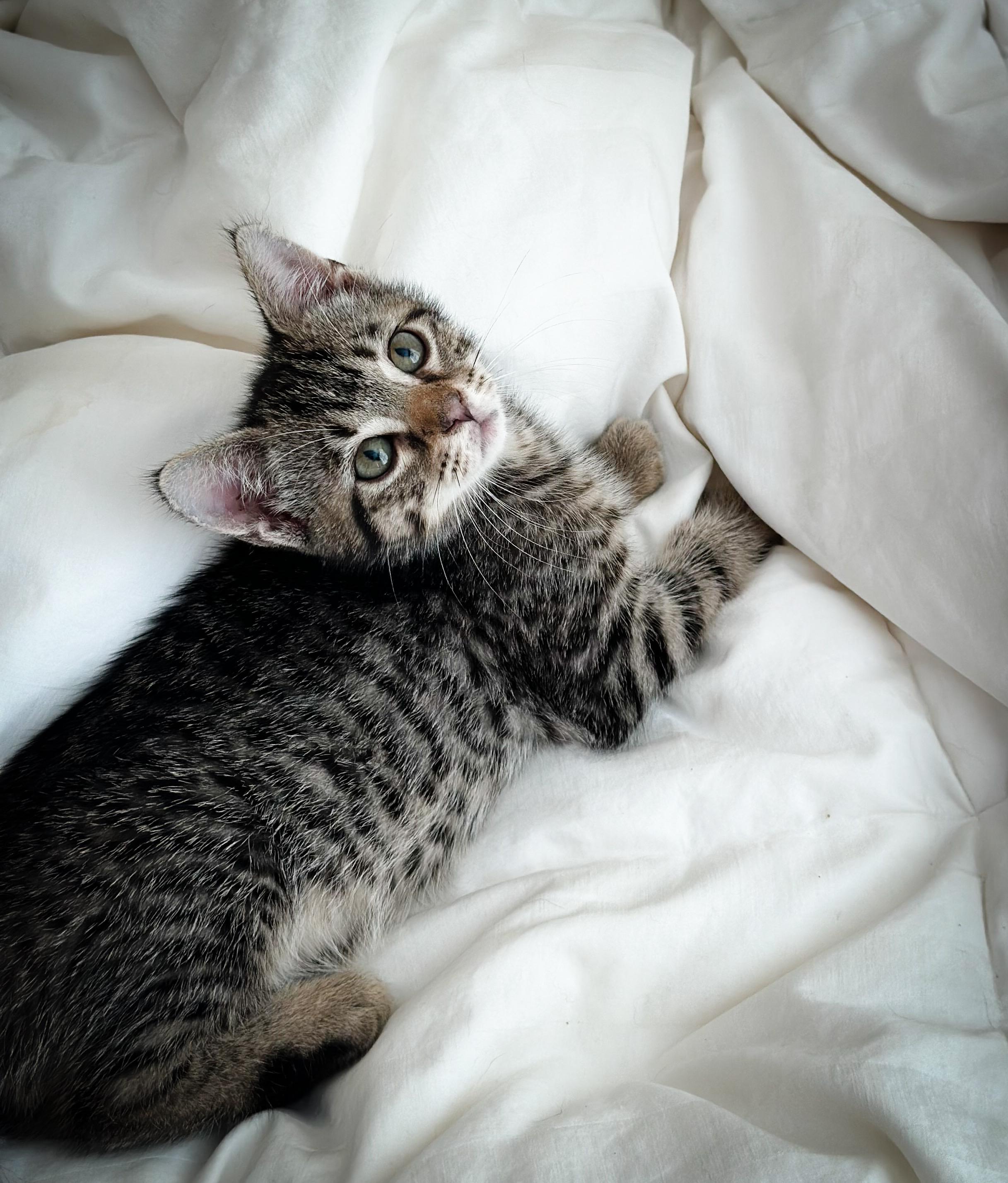 Jack, Jeanie, & Janey, an adopted Tabby in Jersey City, NJ image 3/3