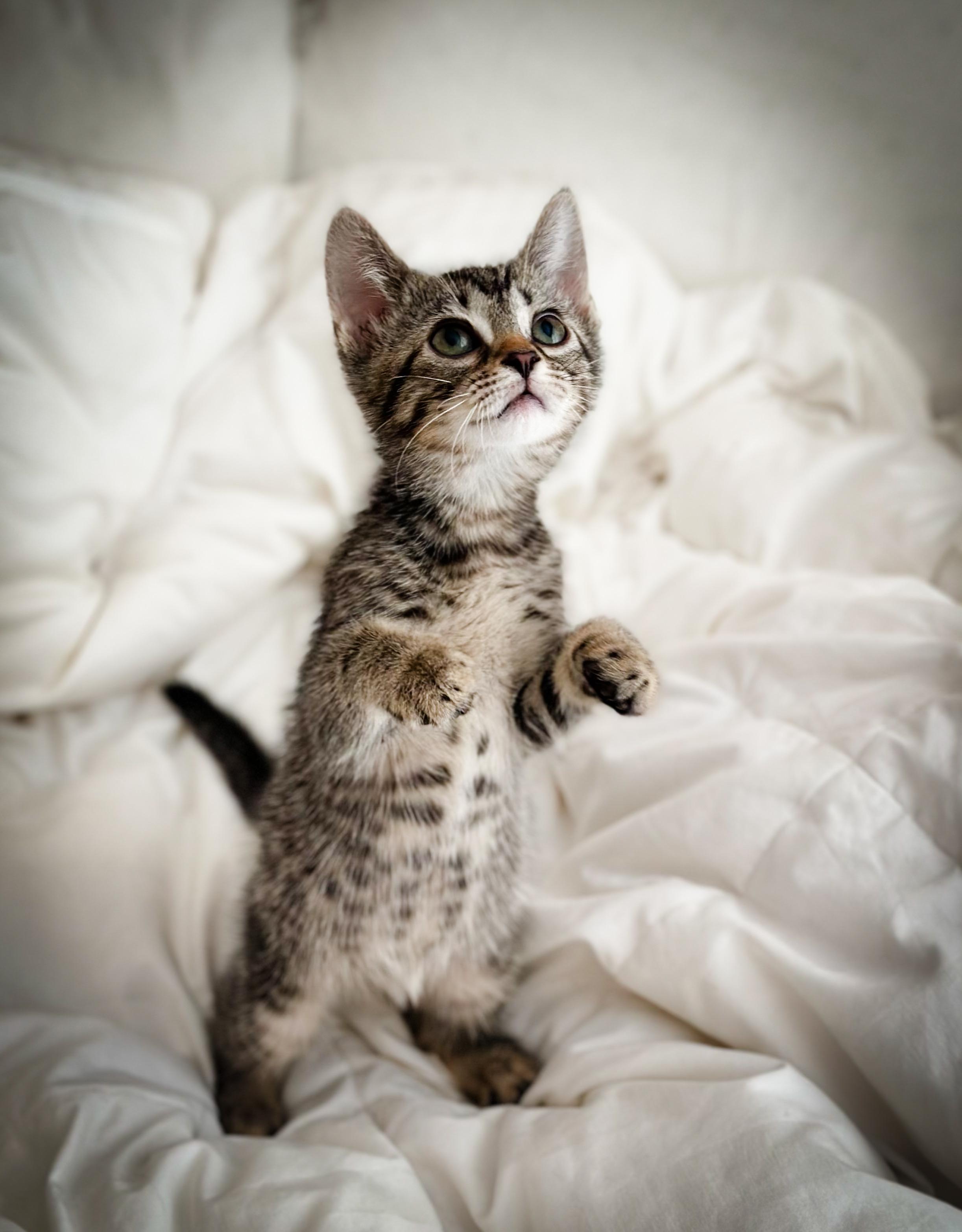 Jack, Jeanie, & Janey, an adopted Tabby in Jersey City, NJ image 1/3