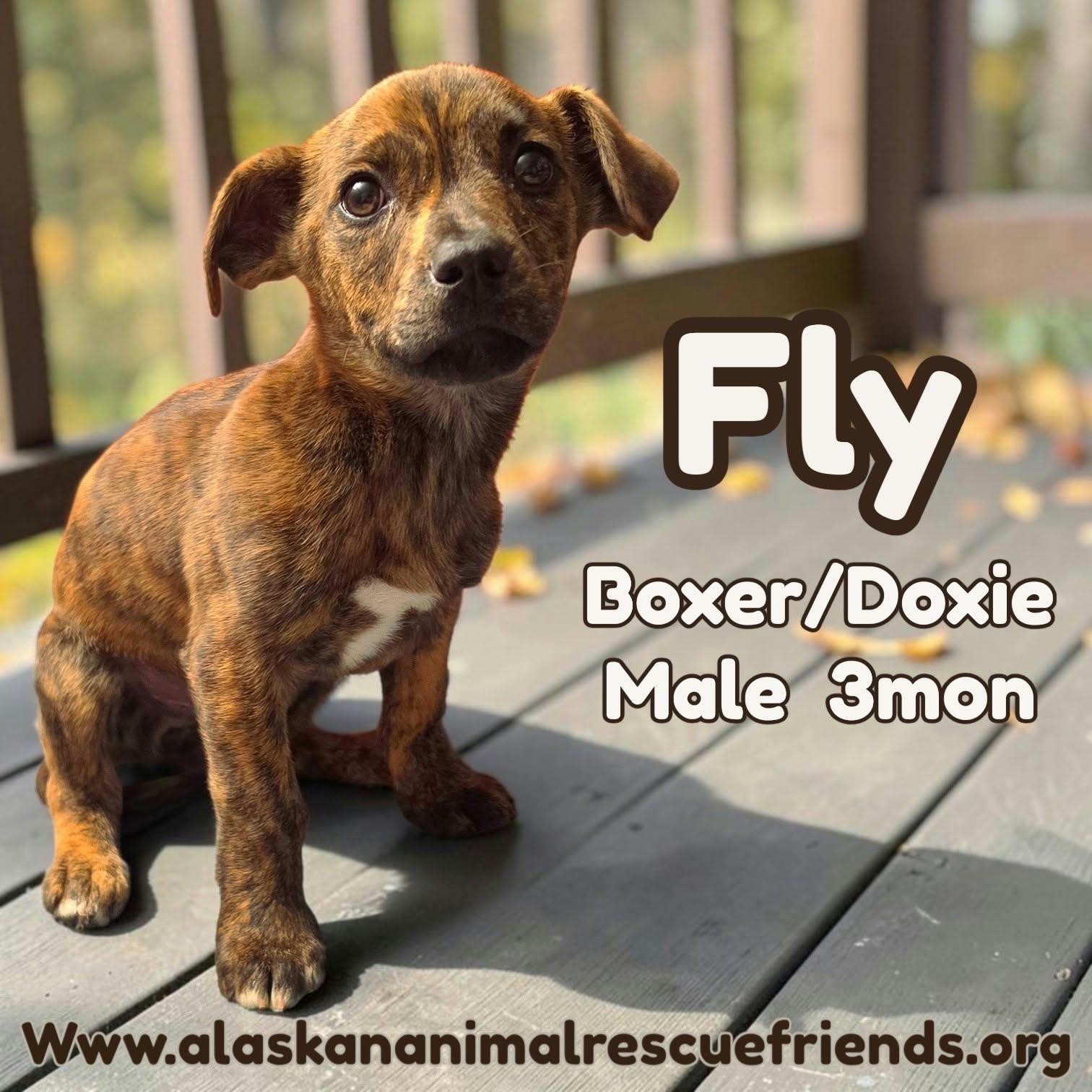 Enlarge Fly, a Adoptable mixed breed in Anchorage, AK image 1/1
