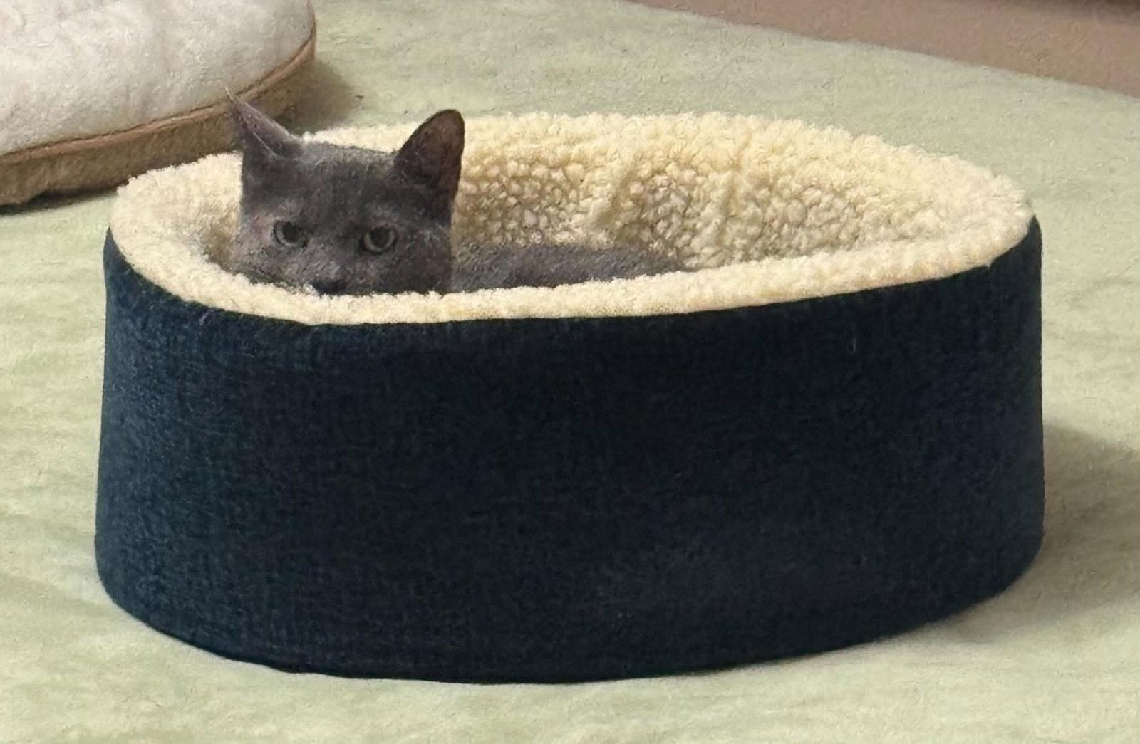 Lil Girl, a Adoptable Domestic Short Hair in Trenton, NJ image 1/3