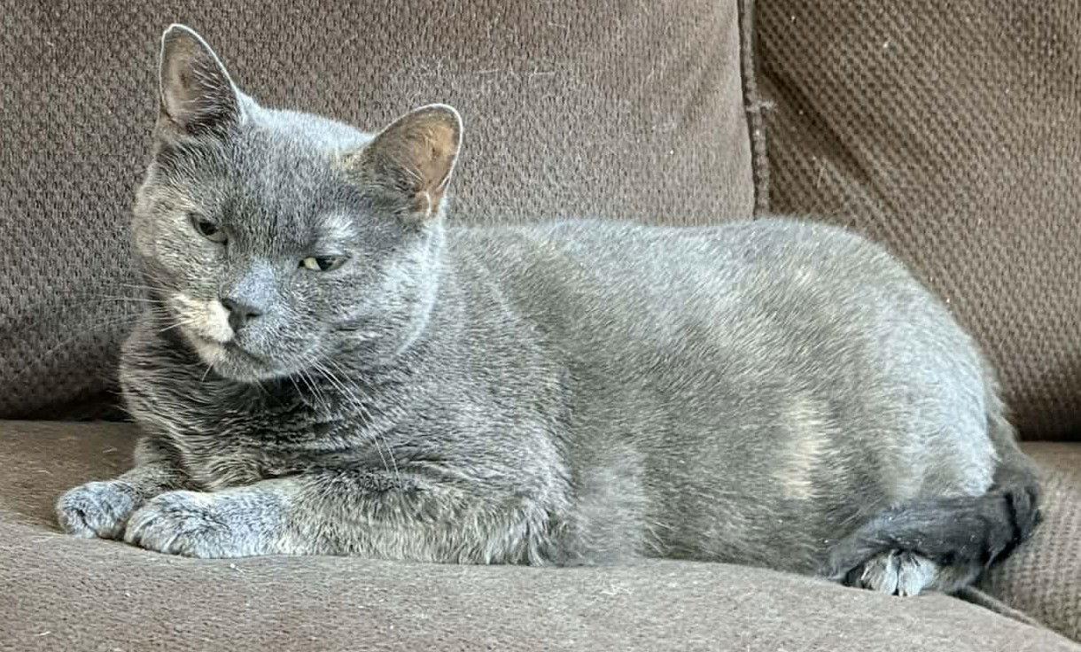 Enlarge Lil Girl, a Adoptable Domestic Short Hair in Trenton, NJ image 1/3