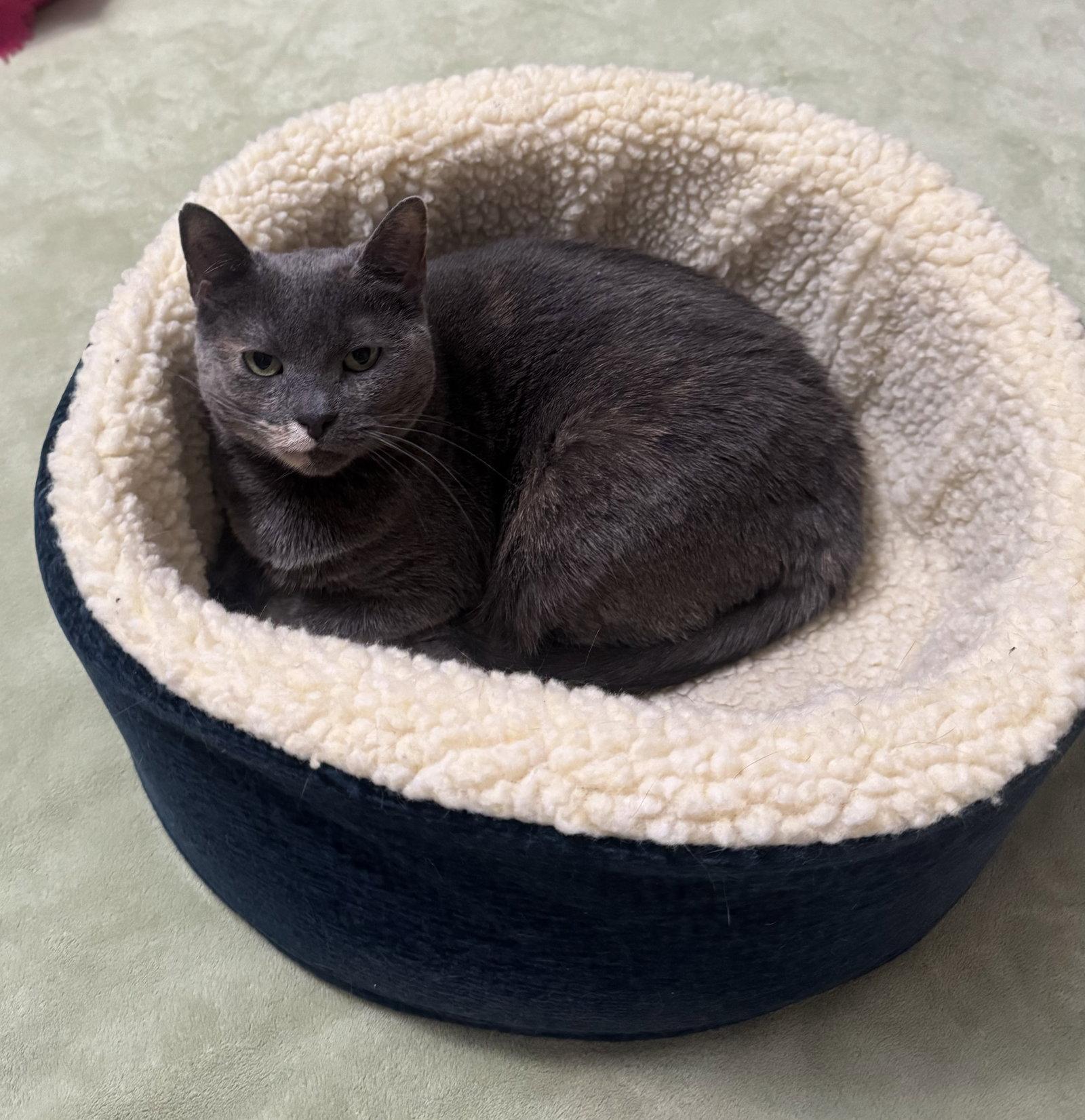 Lil Girl, a Adoptable Domestic Short Hair in Trenton, NJ image 2/3