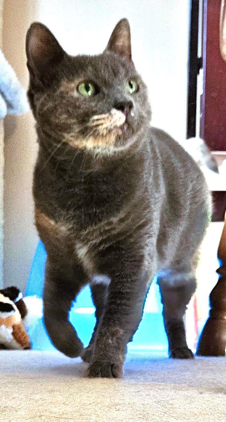 Lil Girl, Adoptable, Adult Female Domestic Short Hair.