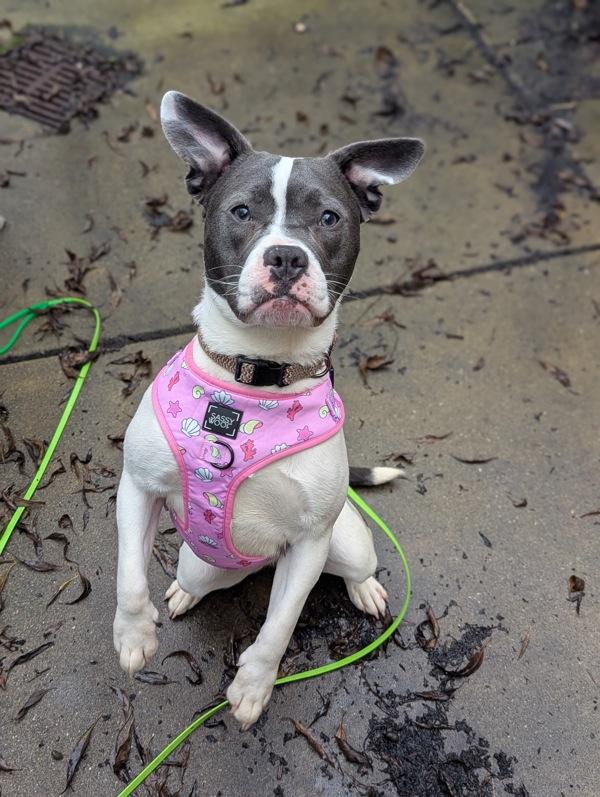 Catfish, Adoptable, Young Female Pit Bull Terrier.