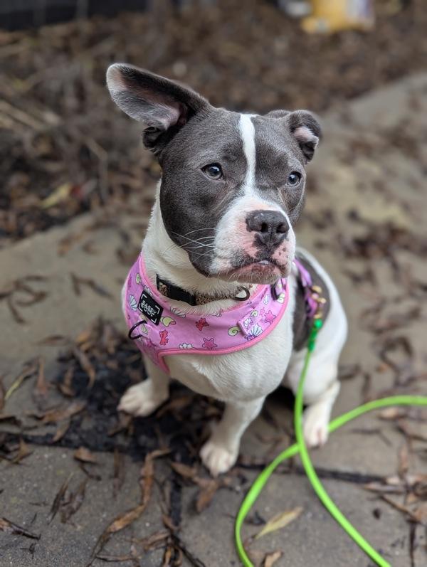 Enlarge Catfish, a Adoptable mixed breed in Santa Rosa, CA image 2/2