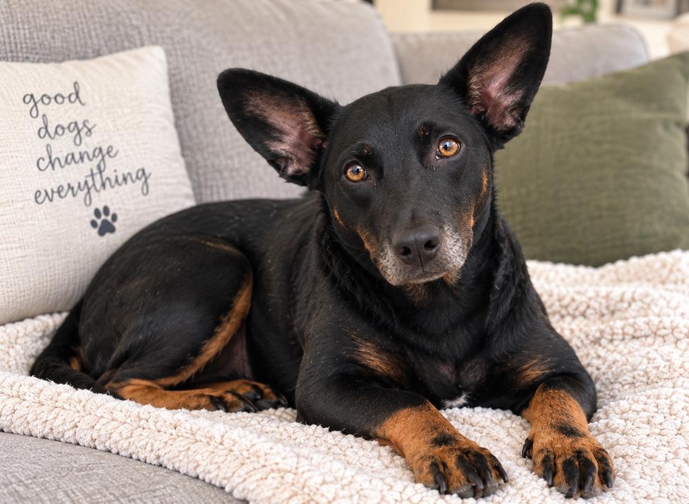 Enlarge Gabby, a Adoptable mixed breed in Mooresville, NC image 1/5