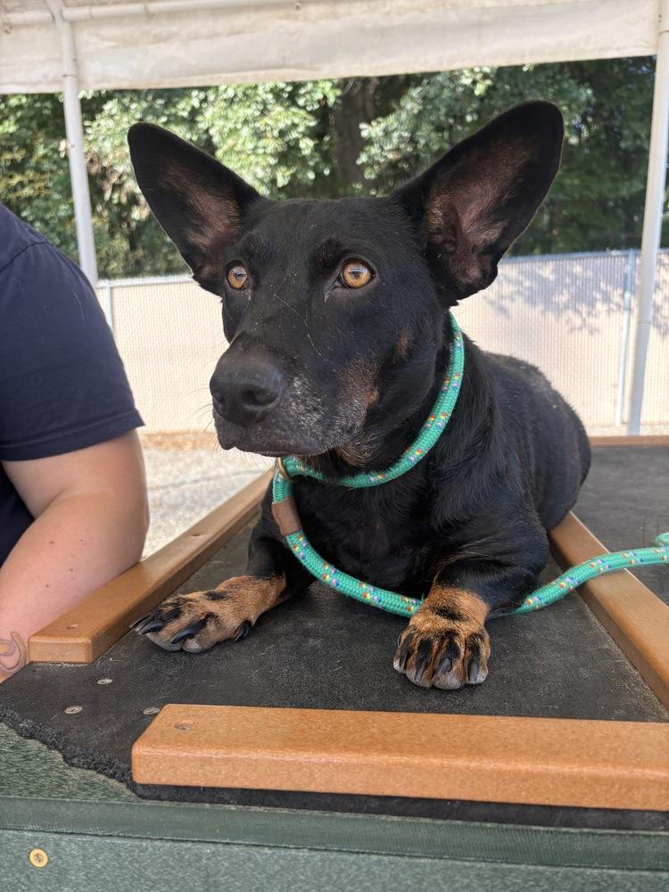 Enlarge Gabby, a Adoptable mixed breed in Mooresville, NC image 2/5