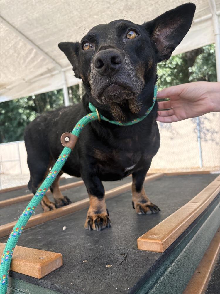 Enlarge Gabby, a Adoptable mixed breed in Mooresville, NC image 3/5