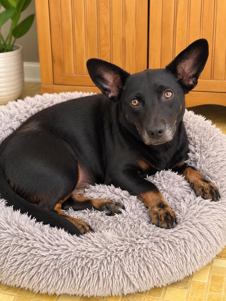 Enlarge Gabby, a Adoptable mixed breed in Mooresville, NC image 5/5