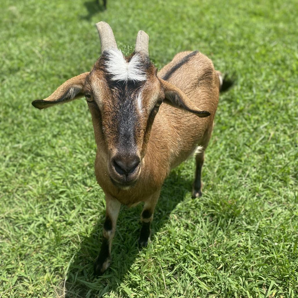 Jolene, Adult Female unknown