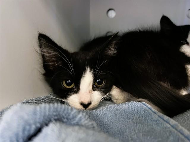 BARBARA, Adoptable, Kitten Female Domestic Short Hair.