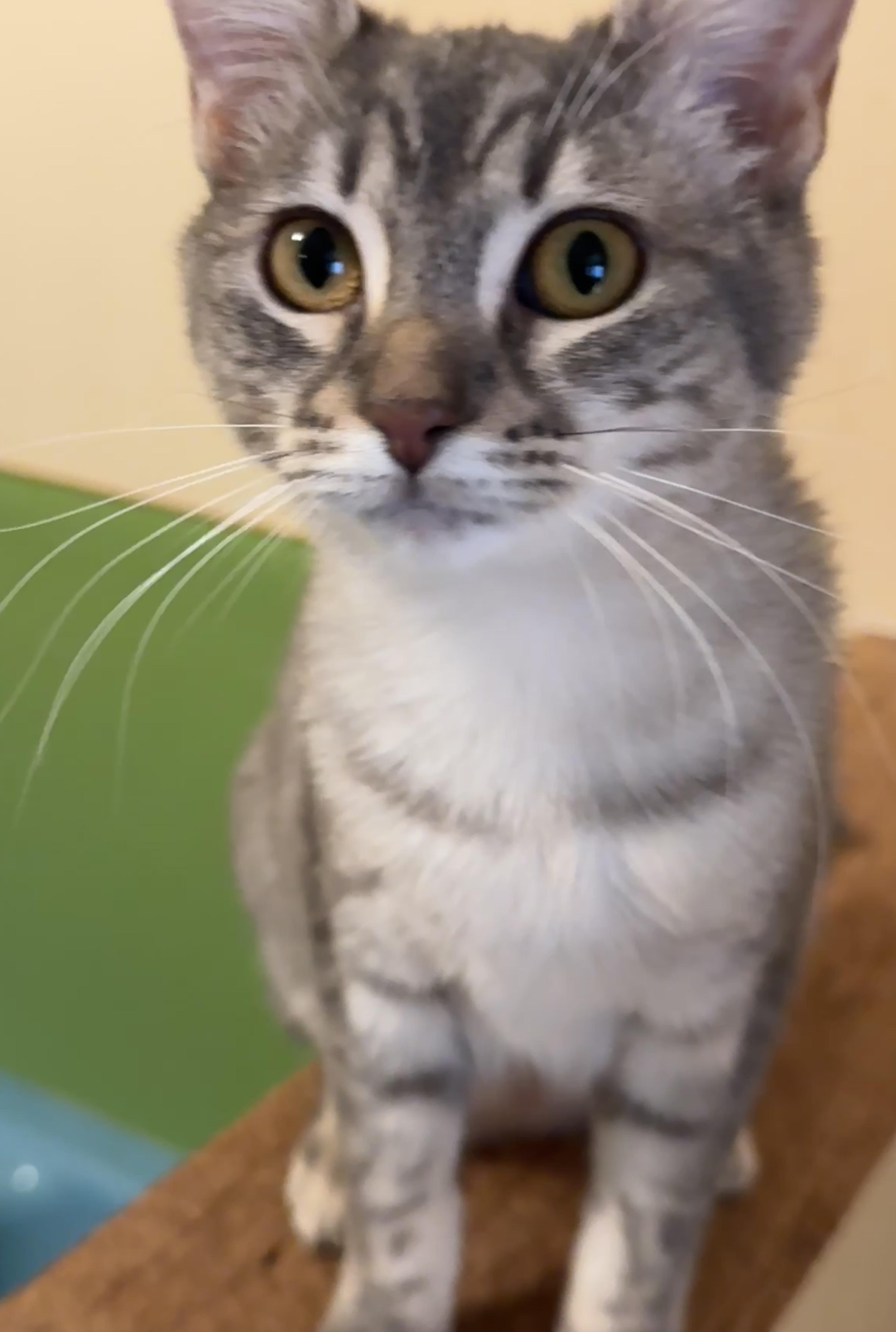 Enlarge Posey, a ADOPTABLE Domestic Short Hair in Portland, OR image 4/4