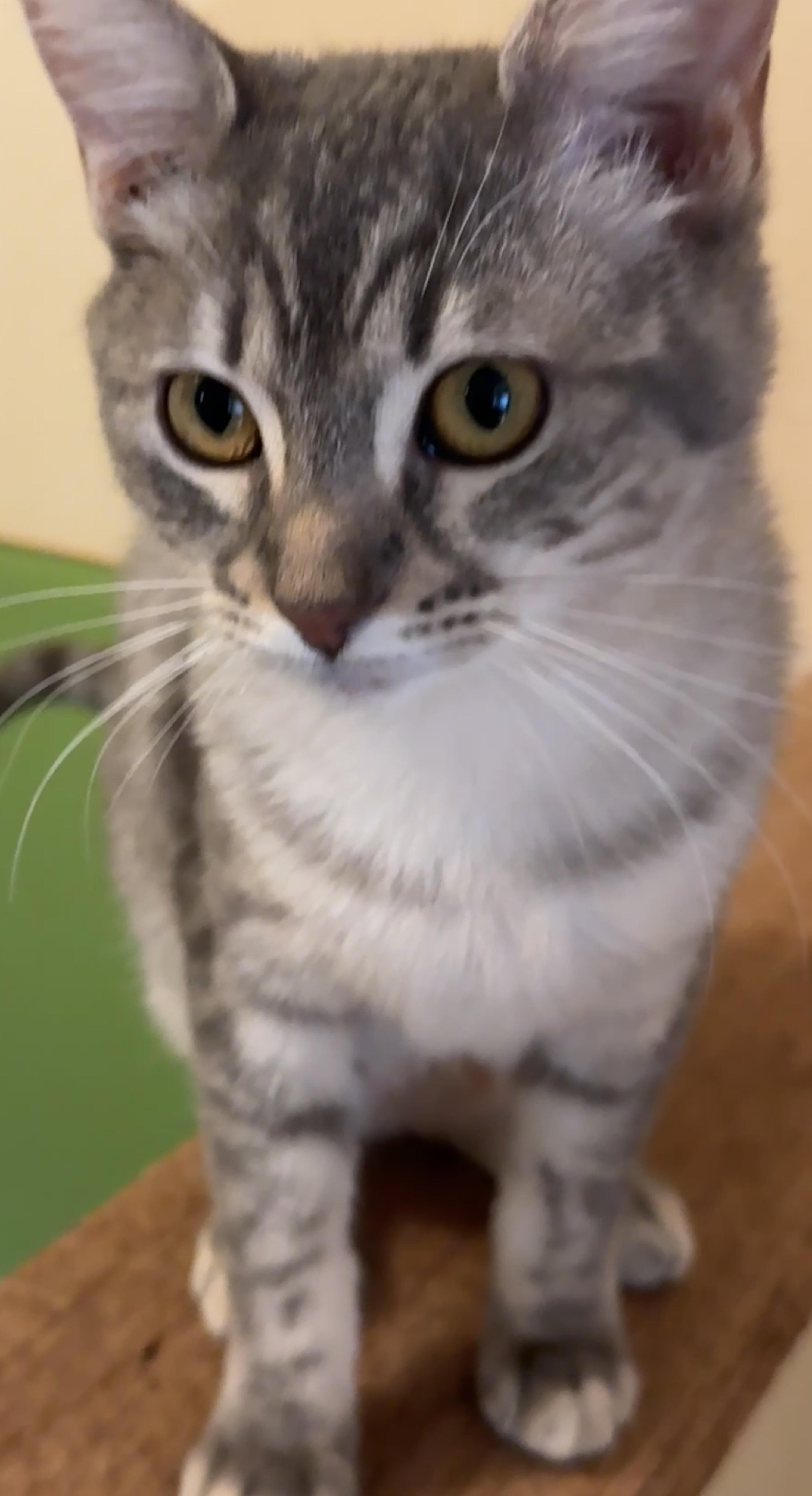 Enlarge Posey, a ADOPTABLE Domestic Short Hair in Portland, OR image 2/4