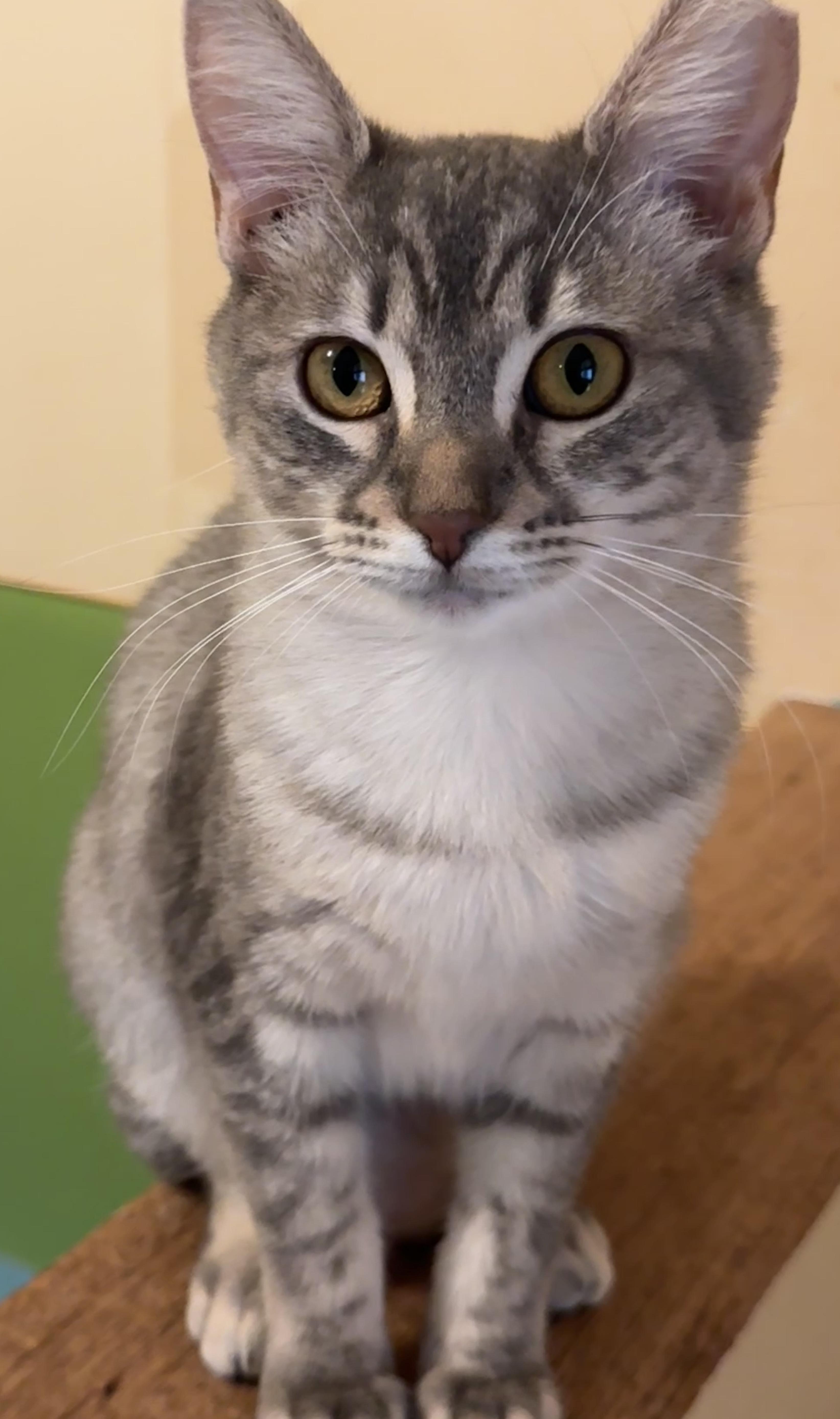 Enlarge Posey, a ADOPTABLE Domestic Short Hair in Portland, OR image 1/4