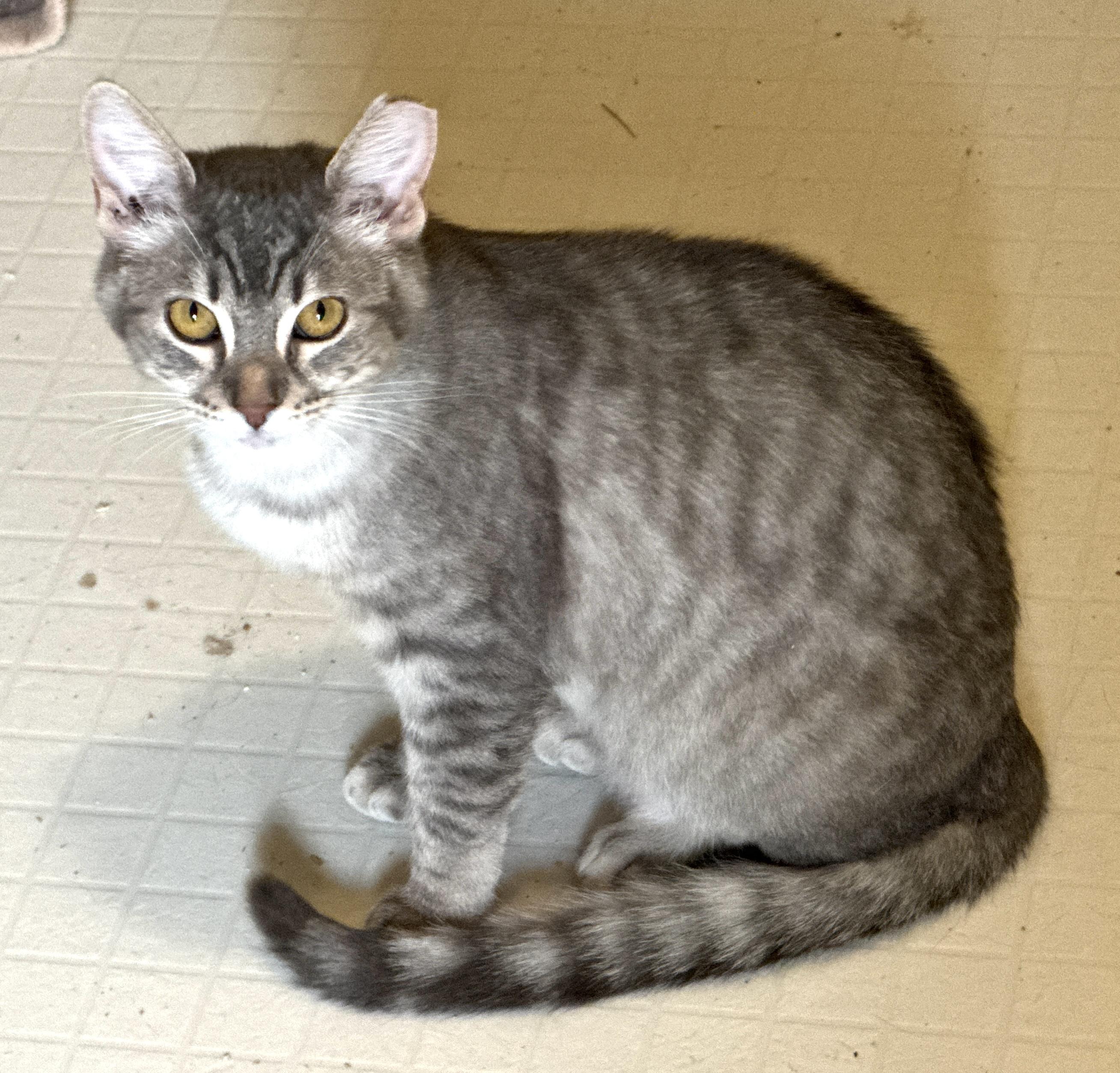 Enlarge Posey, a ADOPTABLE Domestic Short Hair in Portland, OR image 3/4