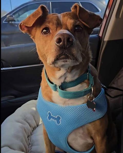 Louie (aka Dre) Bolster, Adoptable, Senior Male Beagle.