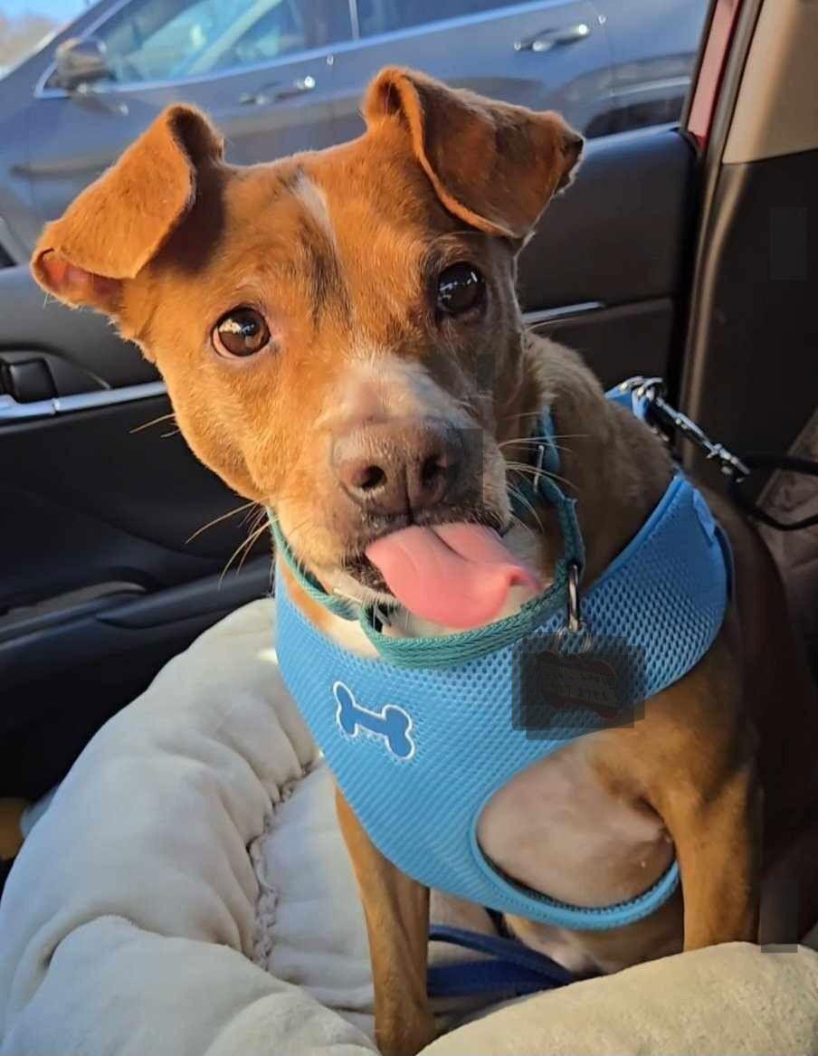 Louie (aka Dre) Bolster, a Adoptable Beagle in Saunderstown, RI image 3/3