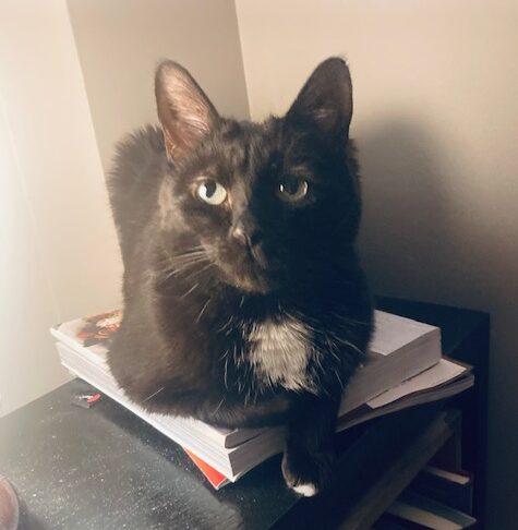 Enlarge Yuna, an adopted Domestic Short Hair in Calgary, AB image 1/2