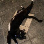 Enlarge Yuna, an adopted Domestic Short Hair in Calgary, AB image 2/2