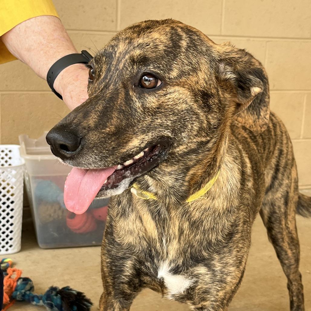 Daisy (Bonded Pair), a Adoptable Mixed Breed in Lenoir, NC image 2/6