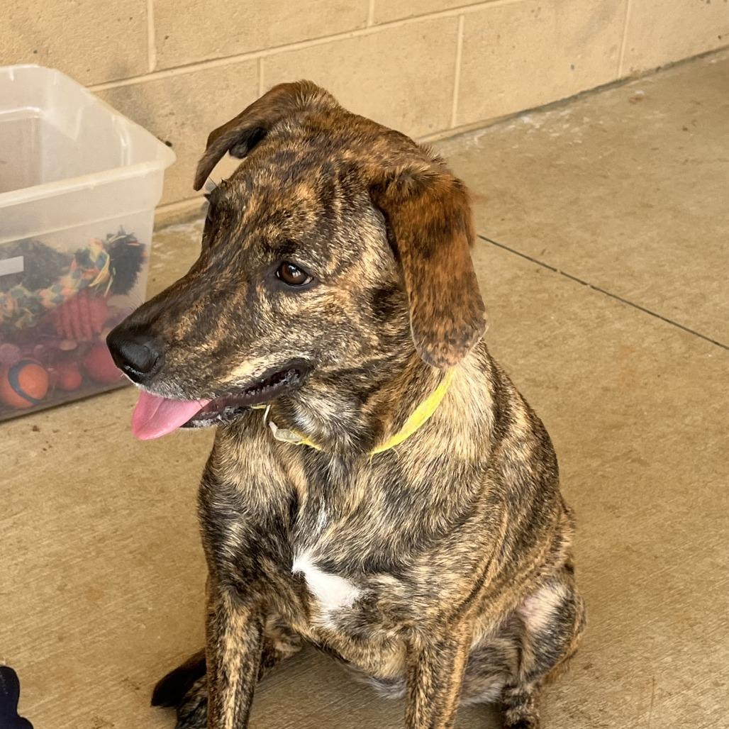 Daisy (Bonded Pair), a Adoptable Mixed Breed in Lenoir, NC image 3/6