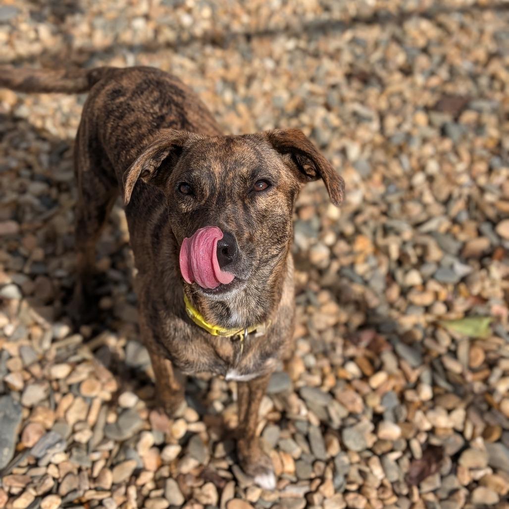 Daisy (Bonded Pair), a Adoptable Mixed Breed in Lenoir, NC image 4/6