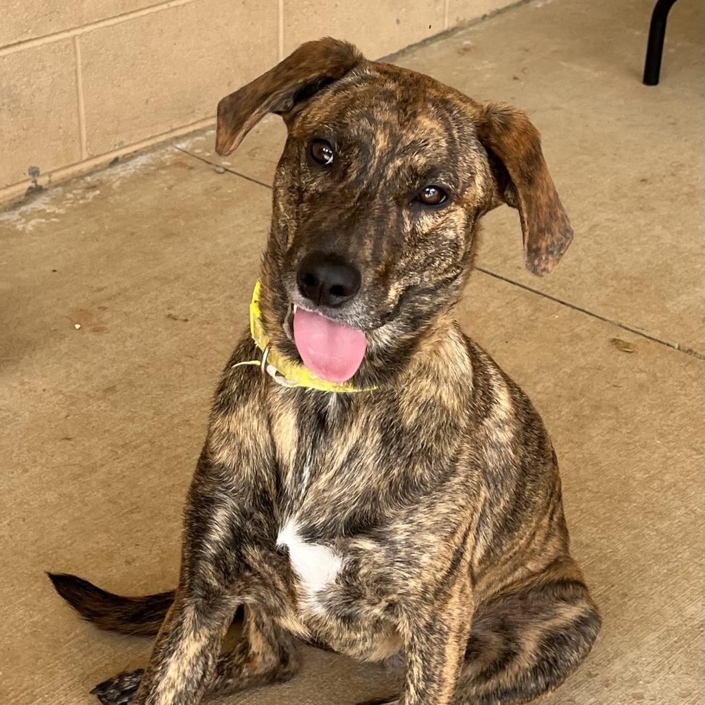 Daisy (Bonded Pair), a Adoptable Mixed Breed in Lenoir, NC image 6/6