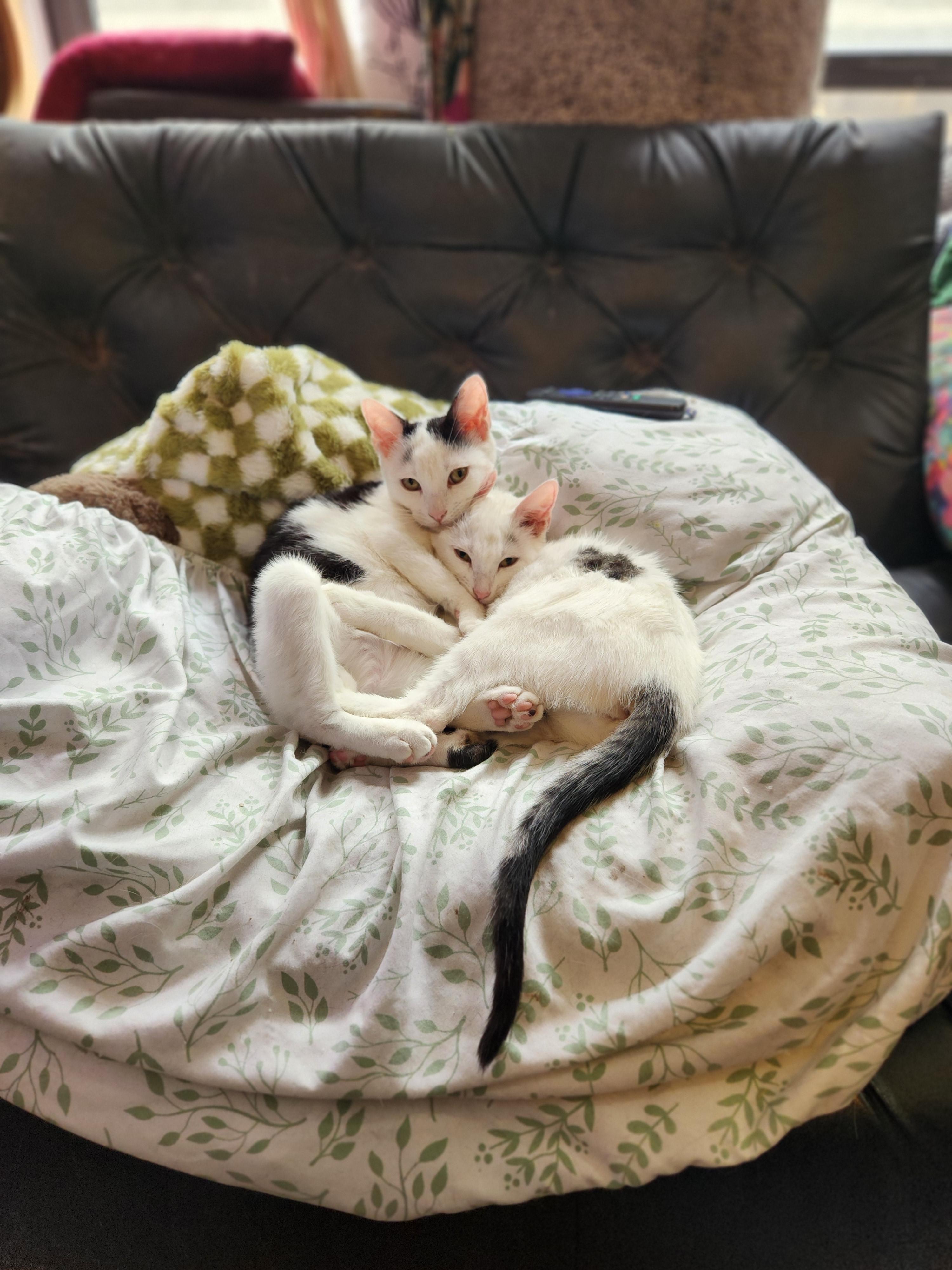 Ashley HomeStores and Ethan Allen, Adoptable, Young Male Domestic Short Hair.