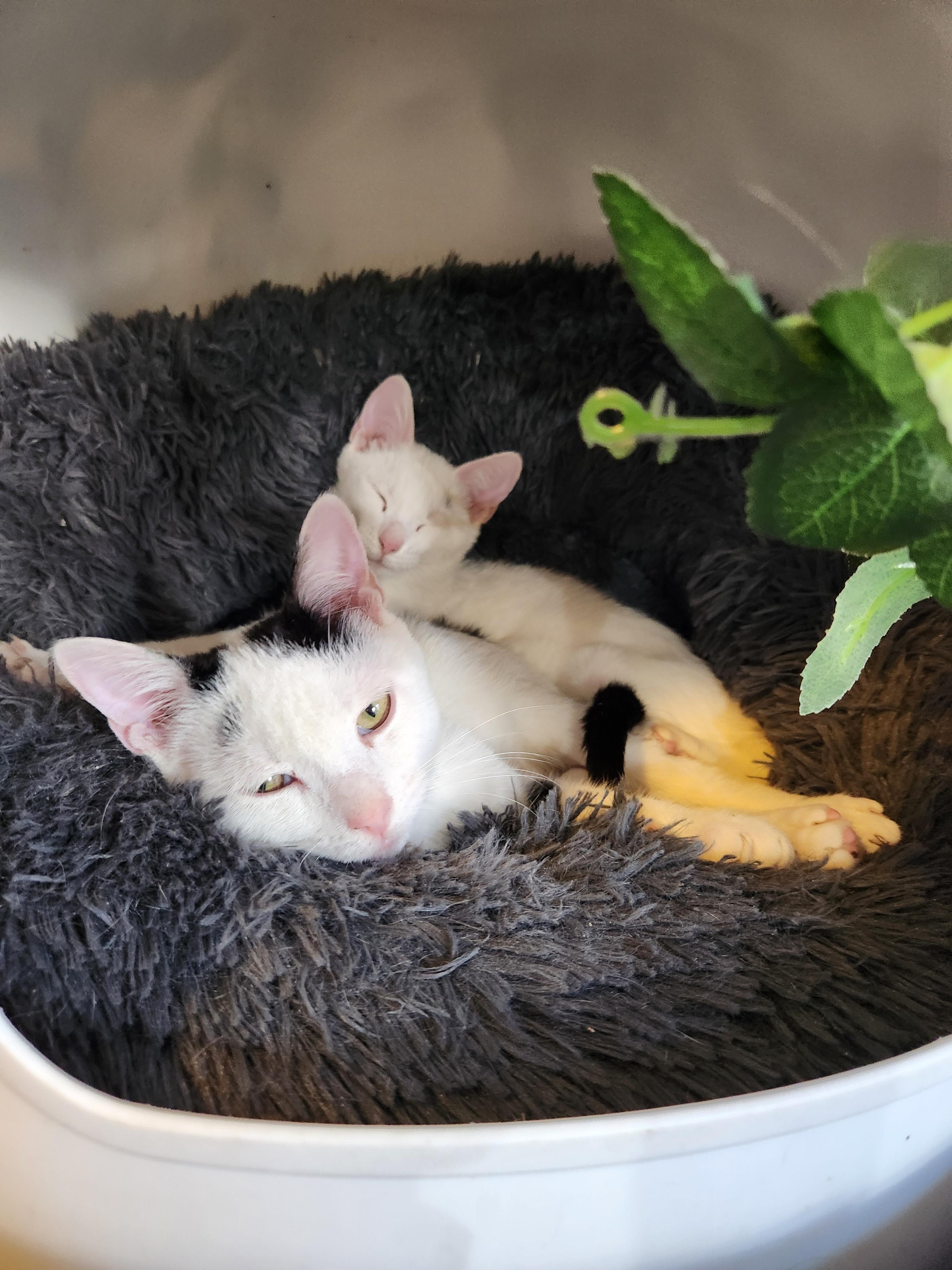 Enlarge Ashley HomeStores and Ethan Allen, a Adoptable Domestic Short Hair in Brooklyn, NY image 2/5