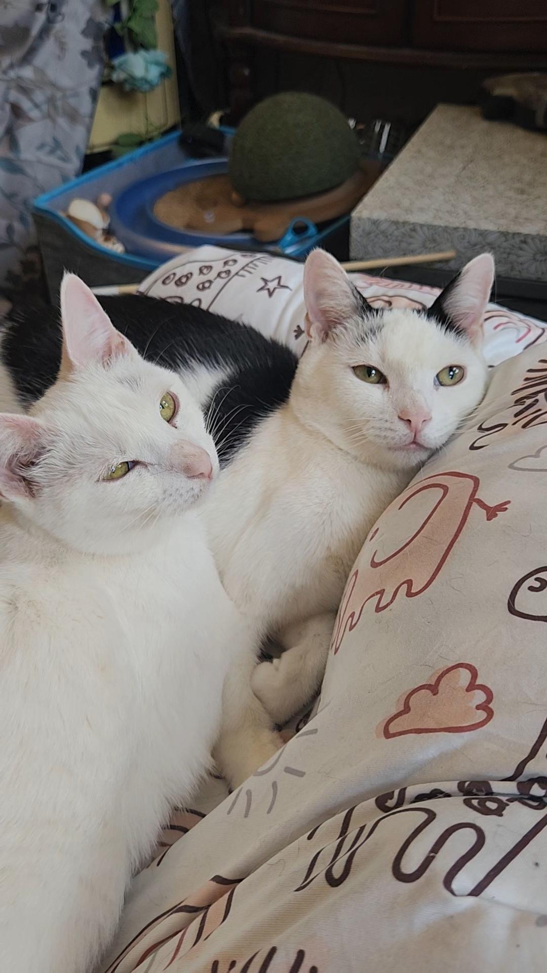 Enlarge Ashley HomeStores and Ethan Allen, a Adoptable Domestic Short Hair in Brooklyn, NY image 3/5